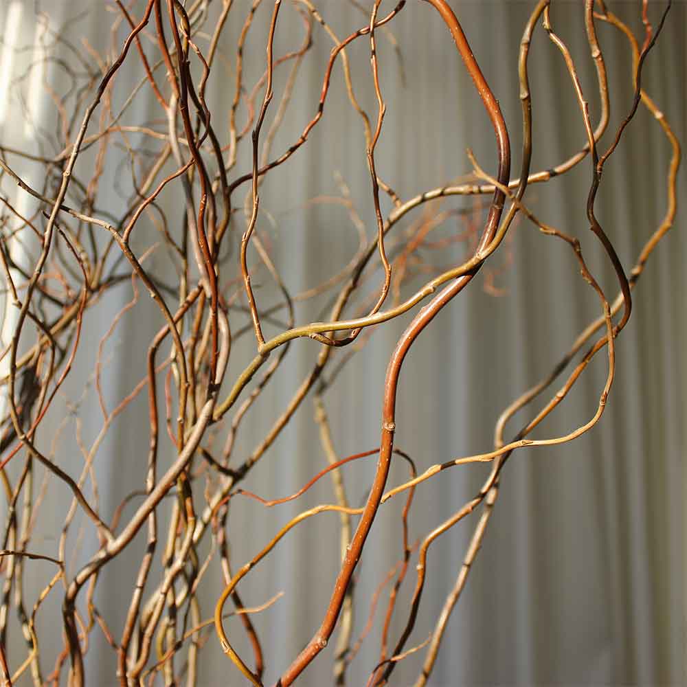 20pc Curly Willow Branches 21/2- 4 Ft Length Fresh cut same day