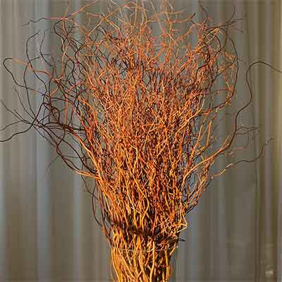 Curly Willow Branches - Red - Bulk - Fresh