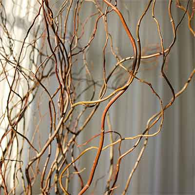 20pc Curly Willow Branches 21/2- 4 Ft Length Fresh cut same day, Seasonal