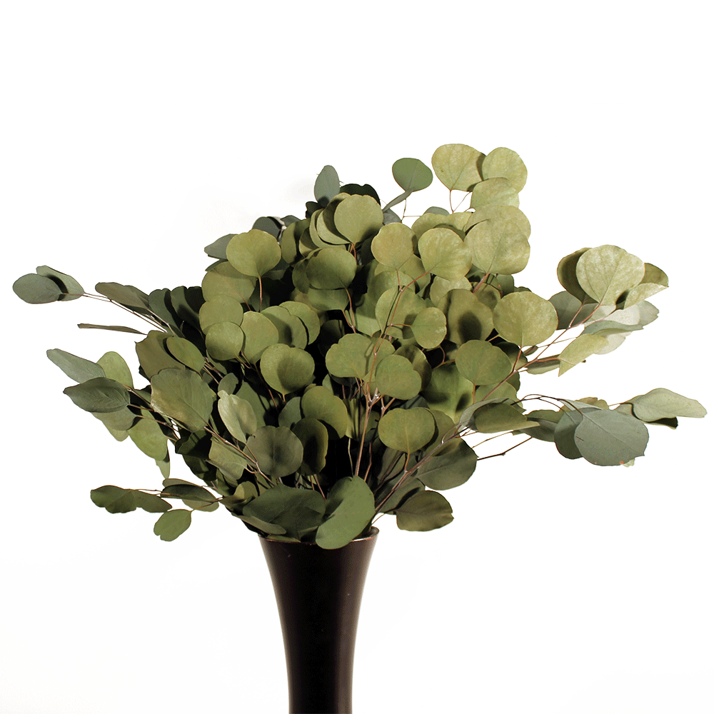 Eucalyptus - Silver Dollar - Natural Green