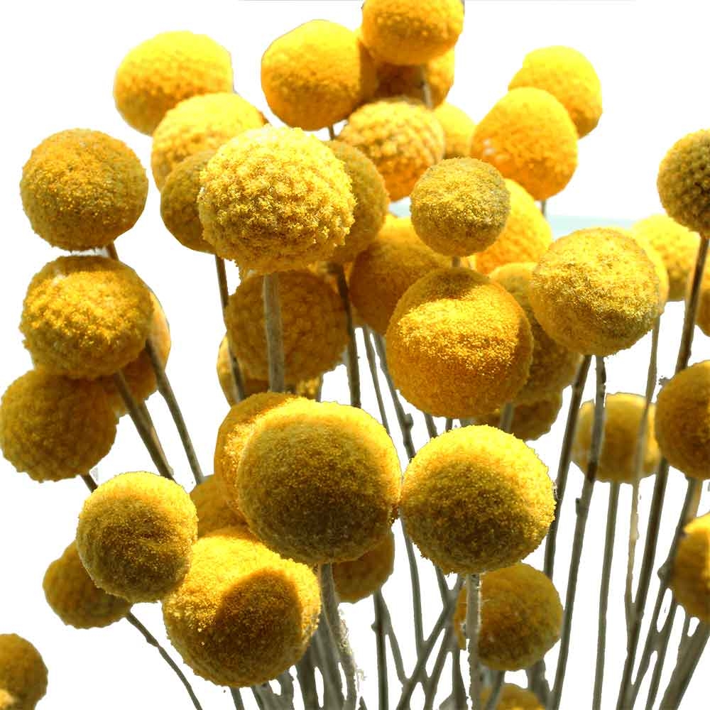 Craspedia - Billy Balls - Billy Buttons (Yellow Ball Flowers)