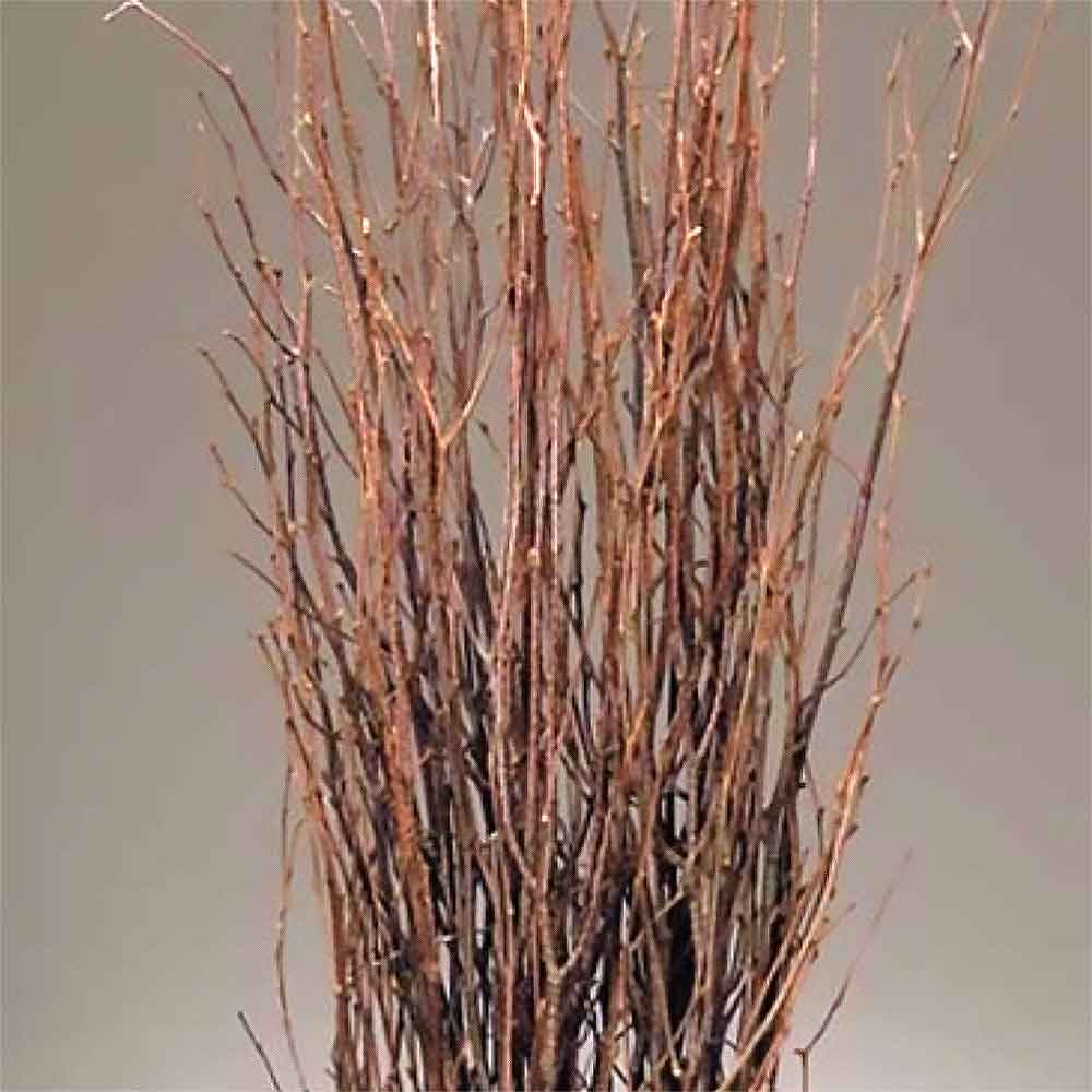 73 cm Black Birch Branches - Natural Birch Twigs, Pack of 20-25 Stems, –  ECOVENIK