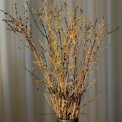 Winterberry Branches, 12-16, 100 Branches